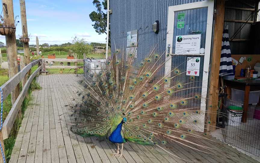 Famlan Farm Park, Claremont, New Zealand