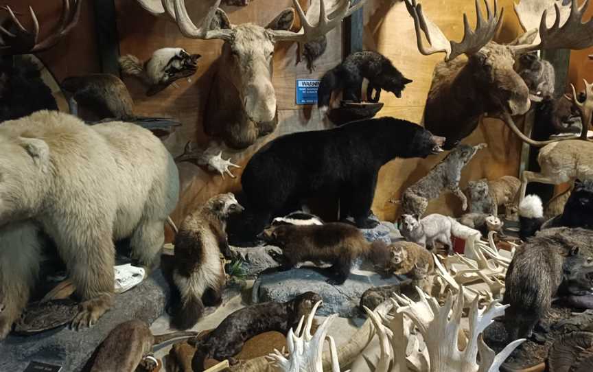 Manutahi Museum - Taxidermy Museum, Lepperton, New Zealand