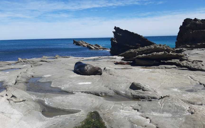 Uncle Waynes Geyser, Cape Palliser, New Zealand