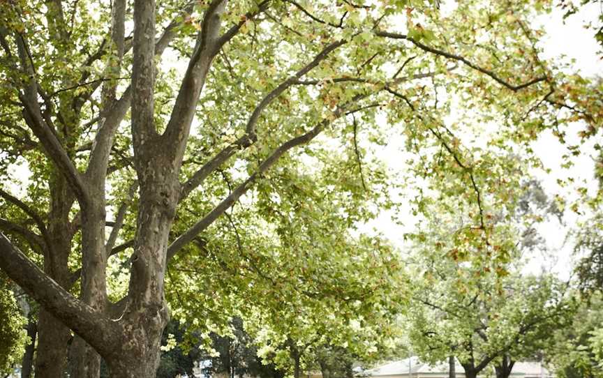 Wangaratta's Significant Trees Walks, Wangaratta, VIC