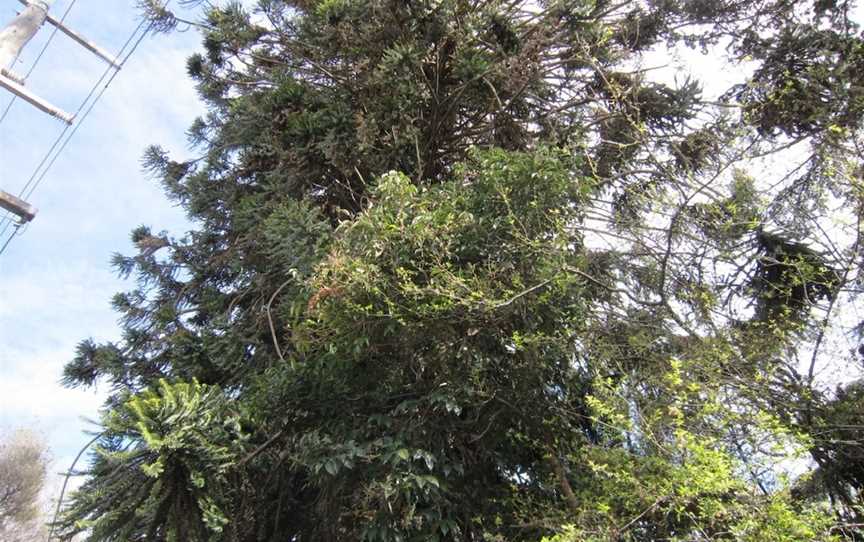 Wangaratta's Significant Trees Walks, Wangaratta, VIC