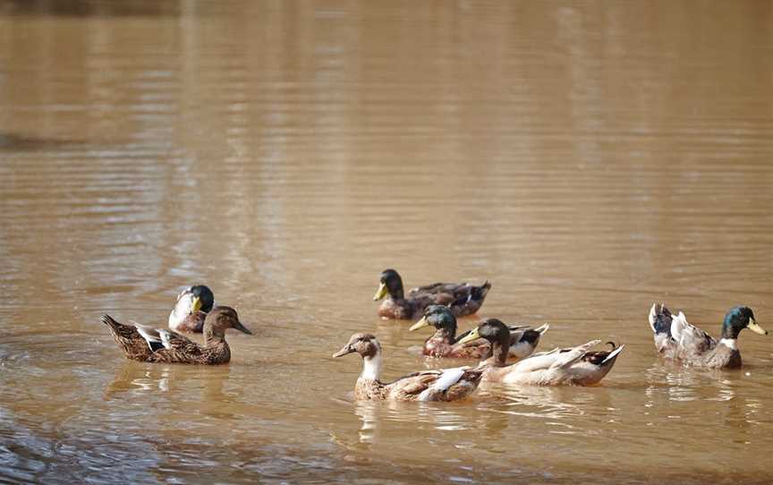 Fosters Lake, Glenrowan, VIC