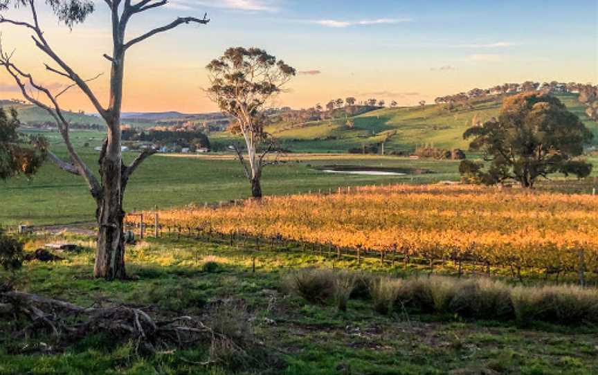 Patina Wines Garden, Dromana, VIC