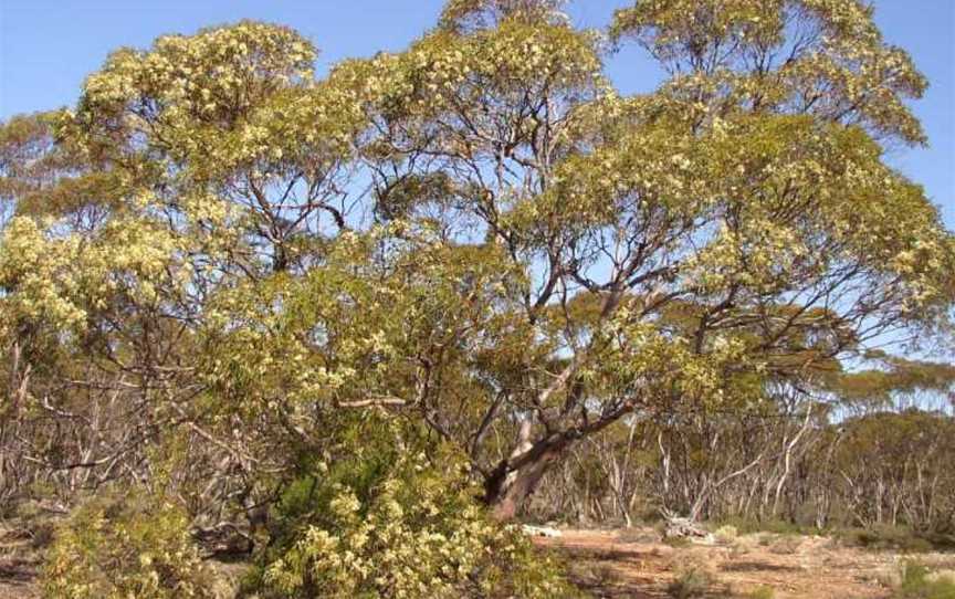 Australian Inland Botanic Gardens, Buronga, NSW