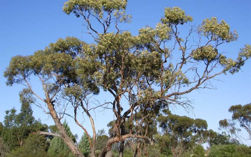 Australian Inland Botanic Gardens, Buronga, NSW