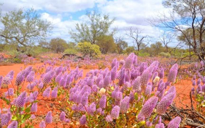 Living in the Rangelands Trail, Hawker, SA