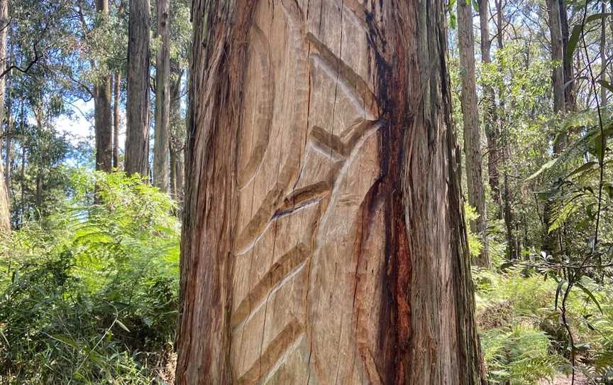 Toolangi Sculpture Trail, Toolangi, VIC