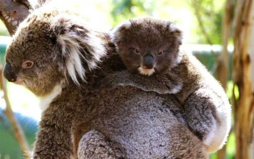 Koala Conservation Reserve, Rhyll, VIC