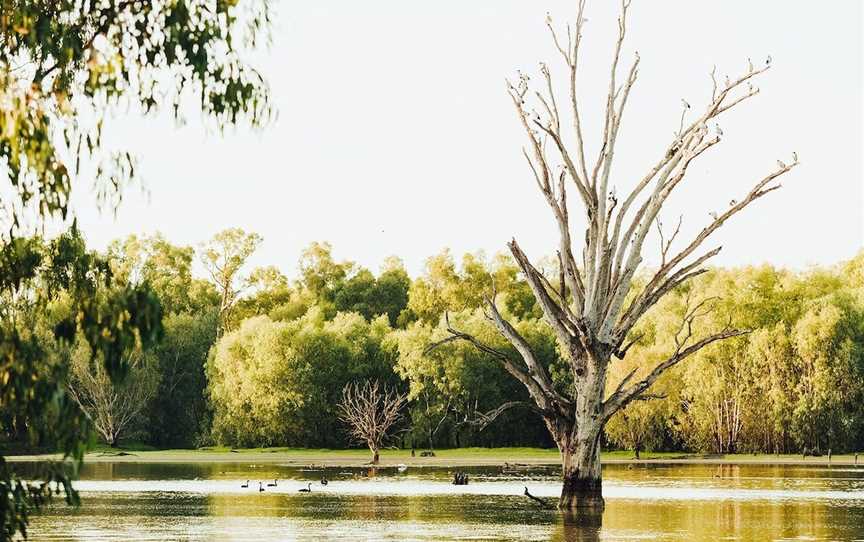 Wonga Wetlands, Albury, NSW