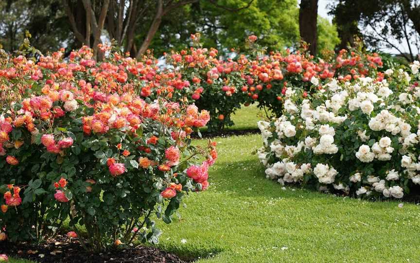 Treloar Roses Display Garden, Bolwarra, VIC