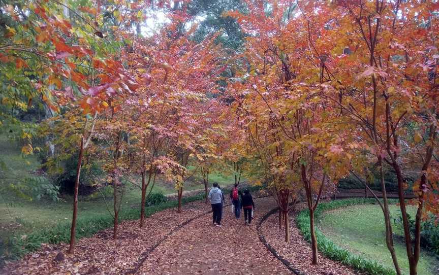 Tamborine Mountain Regional Botanic Gardens, Tamborine Mountain, QLD