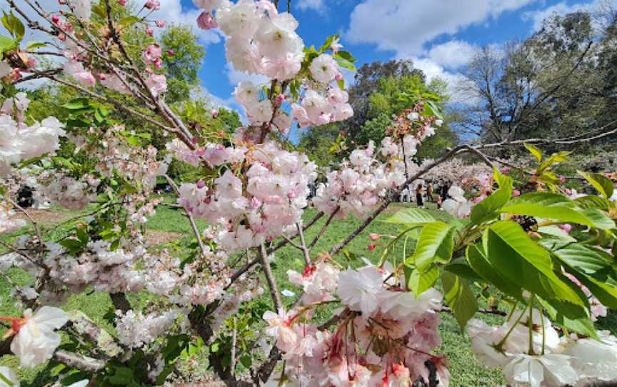 Banksia Park, Hope Island, QLD