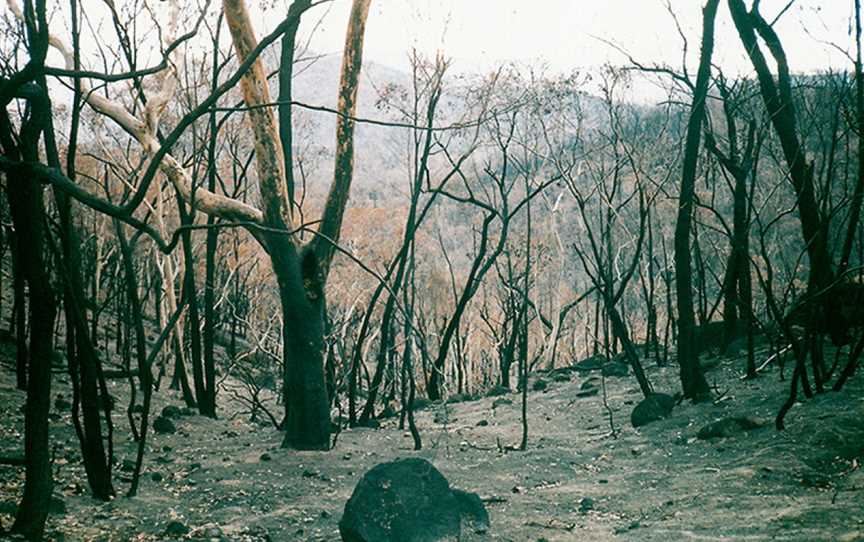 Snowy Wilderness, Jindabyne, NSW