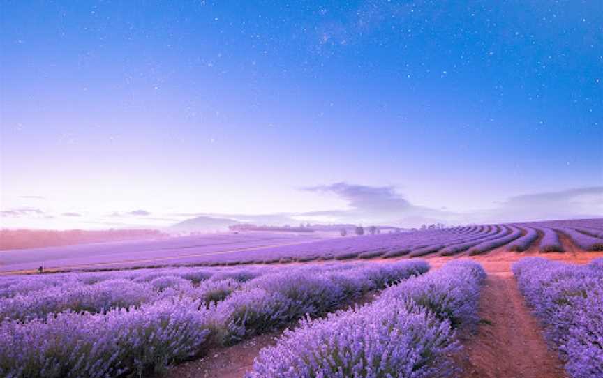 Bridestowe Lavender Estate, Nabowla, TAS