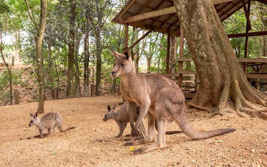 Byron Bay Wildlife Sanctuary, Knockrow, NSW