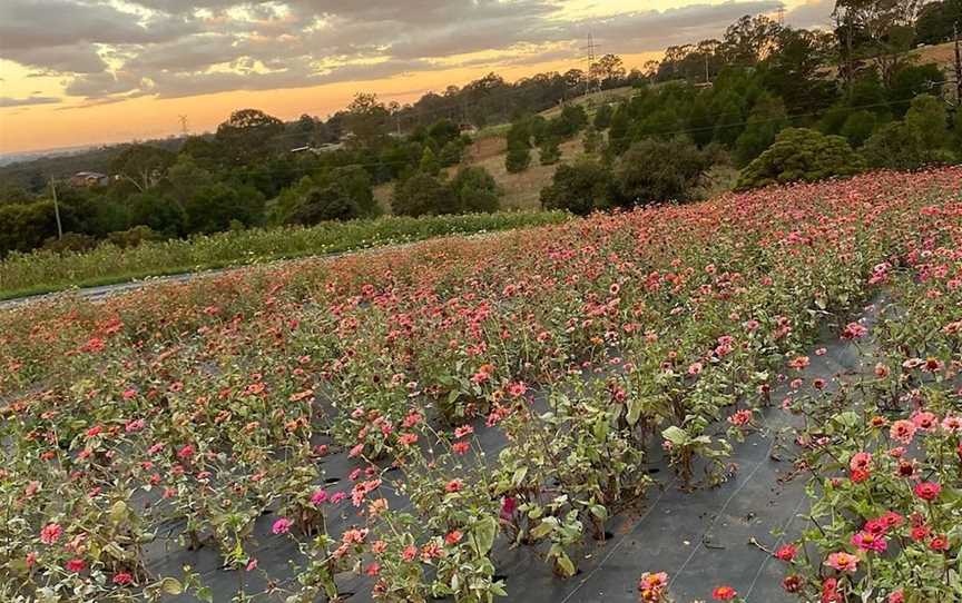 Glenbernie Family Farms, Kurmond, NSW