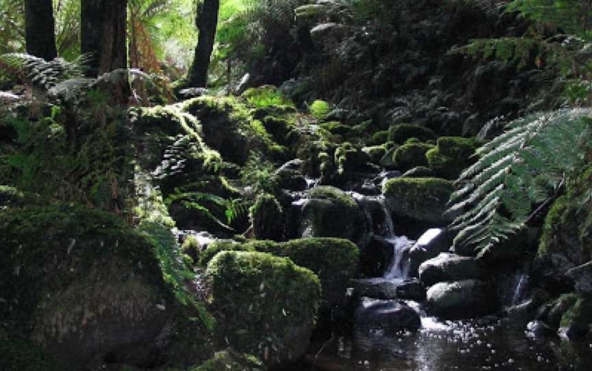 Eastern Sherbrooke Forest Walk, Kallista, VIC