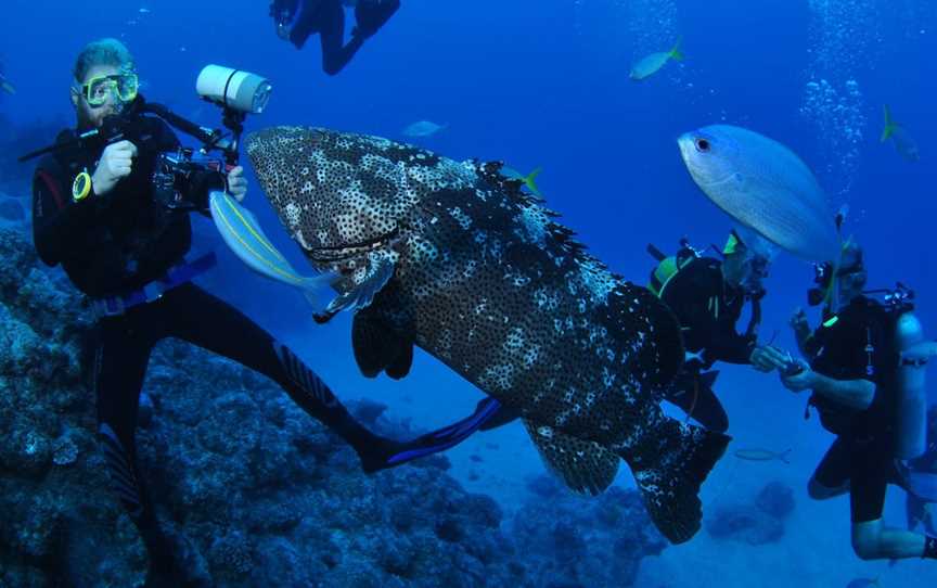 Castle Rock Dive Site, Port Douglas, QLD