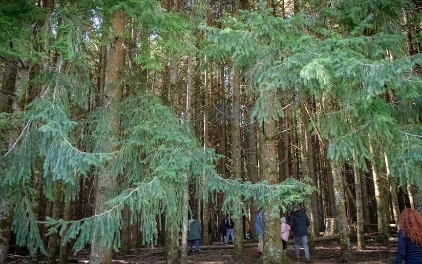 The Firs, Moonan Brook, NSW