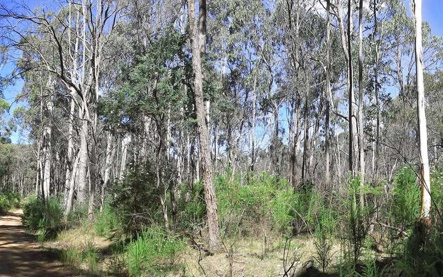 Blue Range Camping and Picnic Area, Bridge Creek, VIC