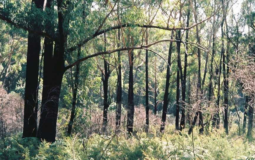 Booderee National Park: Telegraph Creek Nature Trail, Jervis Bay, NSW