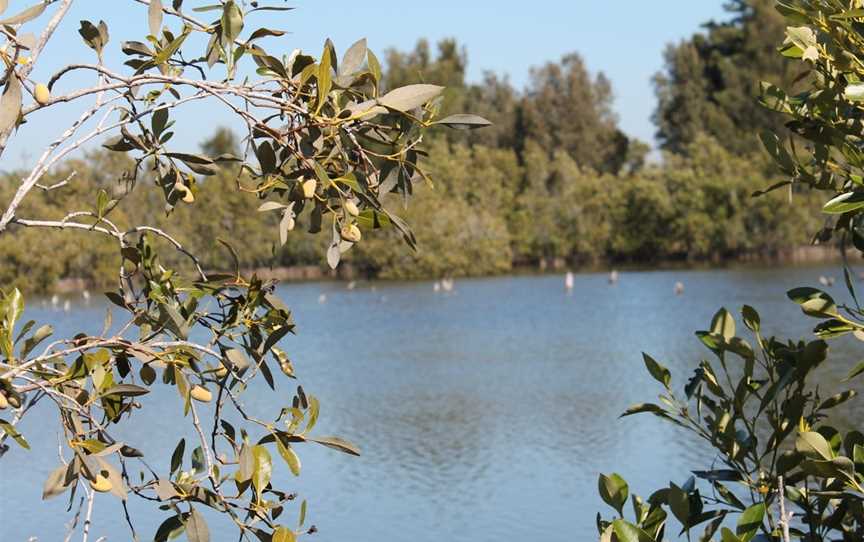 Boyters Lane Bird Hide, Jerseyville, NSW