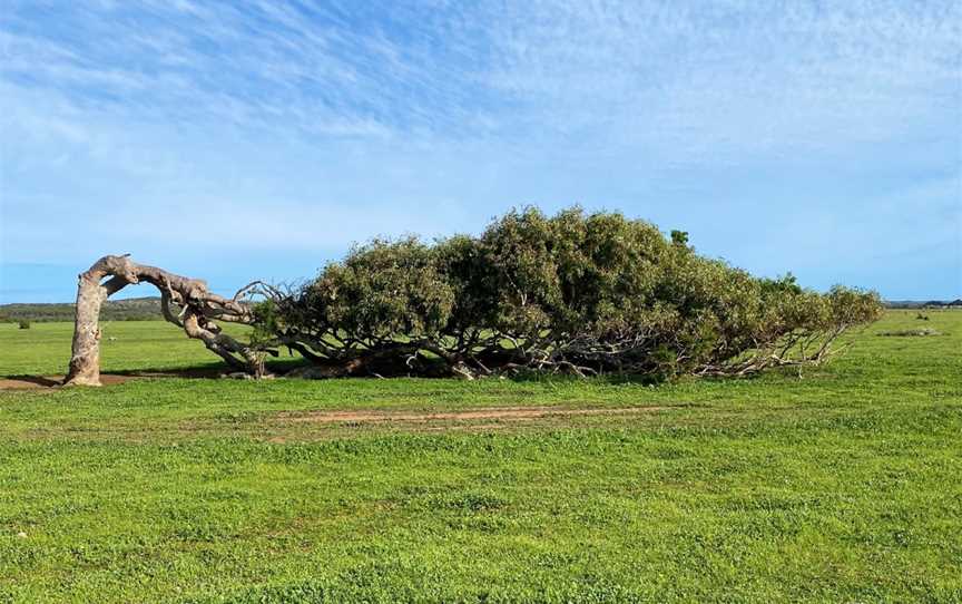 Greenough Leaning Trees, Greenough, WA