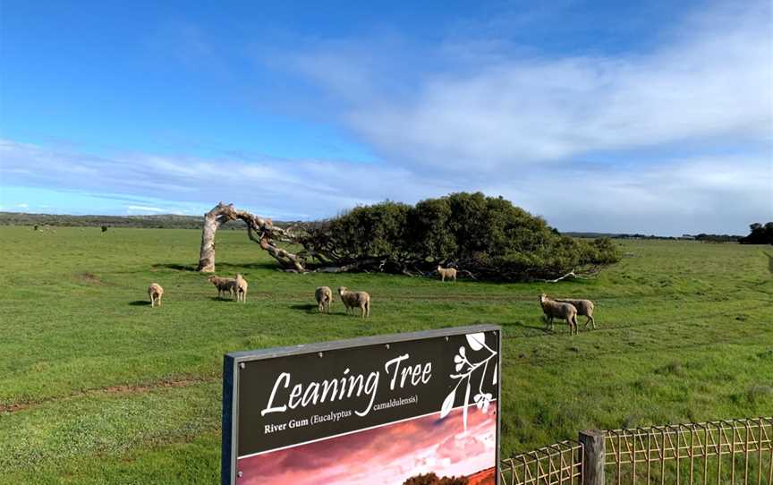 Greenough Leaning Trees, Greenough, WA