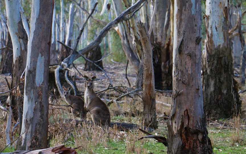 Gunbower National Park, Gunbower, VIC