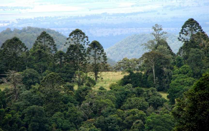 Bunya Mountains National Park, Bunya Mountains, QLD