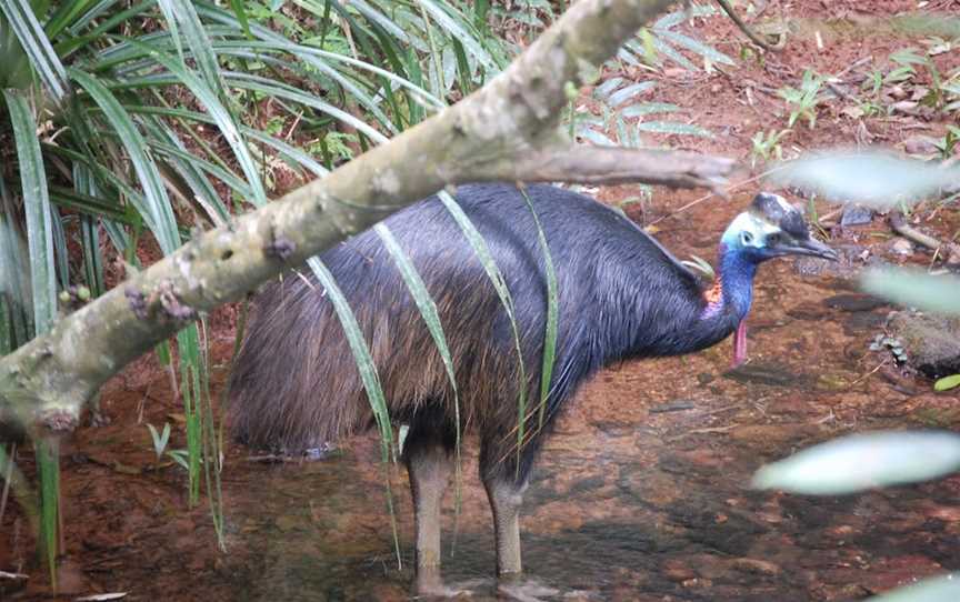 Daintree Discovery Centre, Cow Bay, QLD