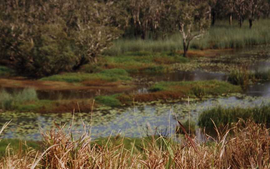 Eubenangee Swamp National Park, Babinda, QLD