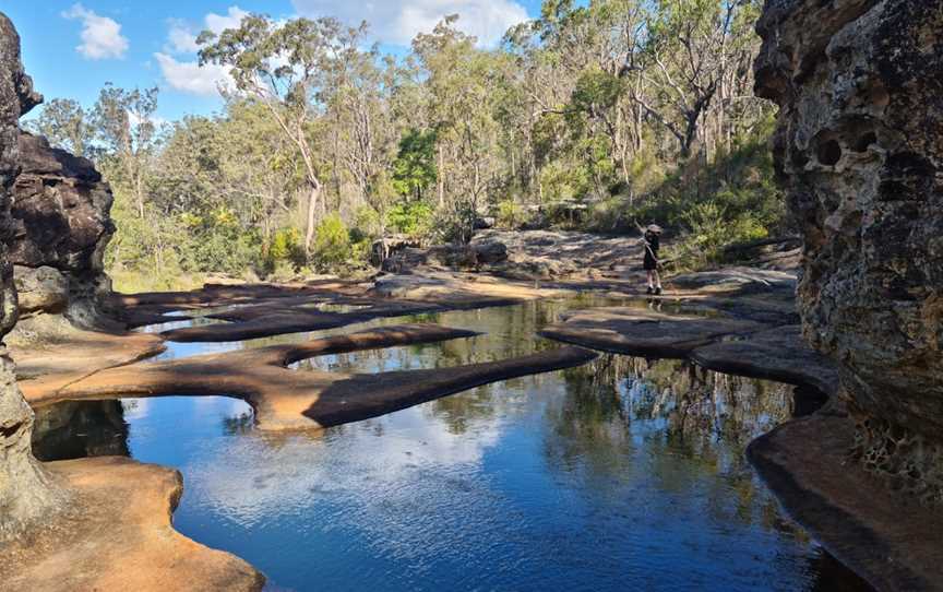 Blackdown Tableland National Park, Dingo, QLD