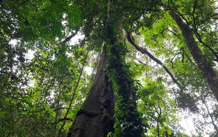 Copeland Tops State Conservation Area, Copeland, NSW