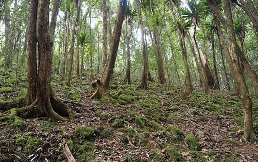 Copeland Tops State Conservation Area, Copeland, NSW