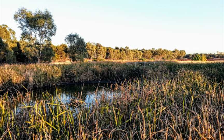 Junee Urban Wetlands, Junee, NSW