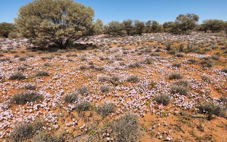 Walga Rock, Cue, WA