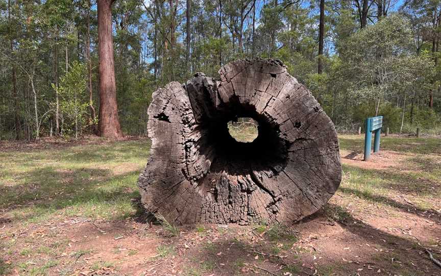 Benarkin State Forest, Benarkin, QLD