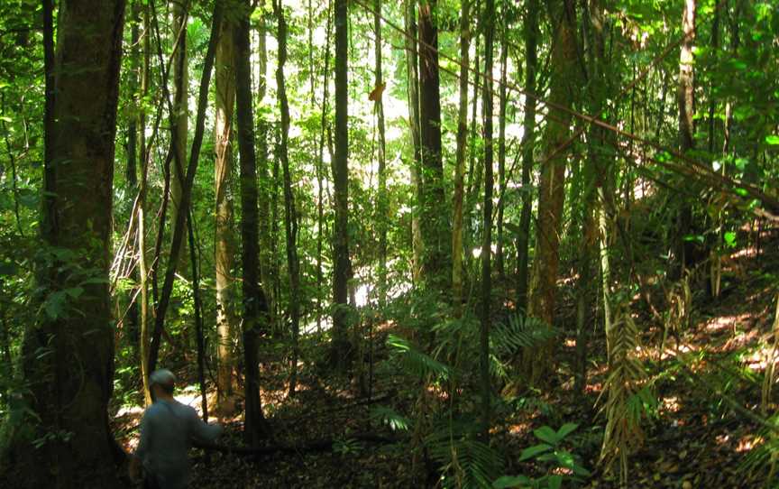 Tranquillity Falls, Daintree, QLD