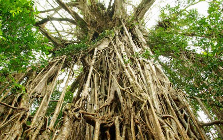 Cathedral Fig Tree, Yungaburra, QLD