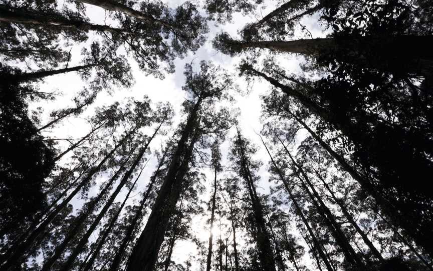 Dandenong Ranges National Park, Upper Ferntree Gully, VIC