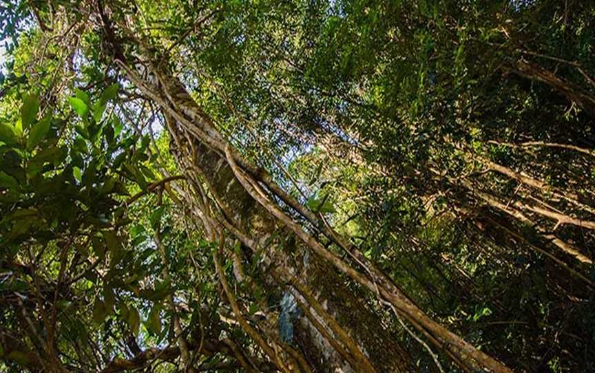 Potoroo Falls picnic area, Dingo Forest, NSW