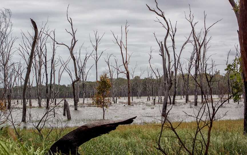 Wooroolin Wetland, Wooroolin, QLD