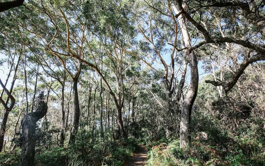 White Sands Walk and Scribbly Gum Track, Vincentia, NSW