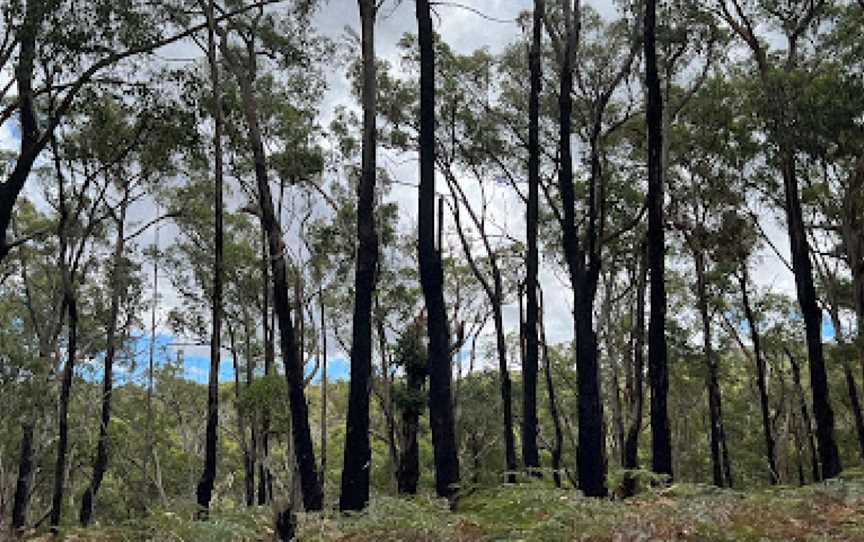 Tallarook State Forest, Tallarook, VIC