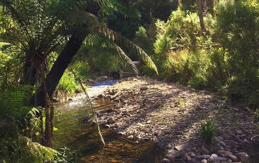 Errinundra National Park, Club Terrace, VIC