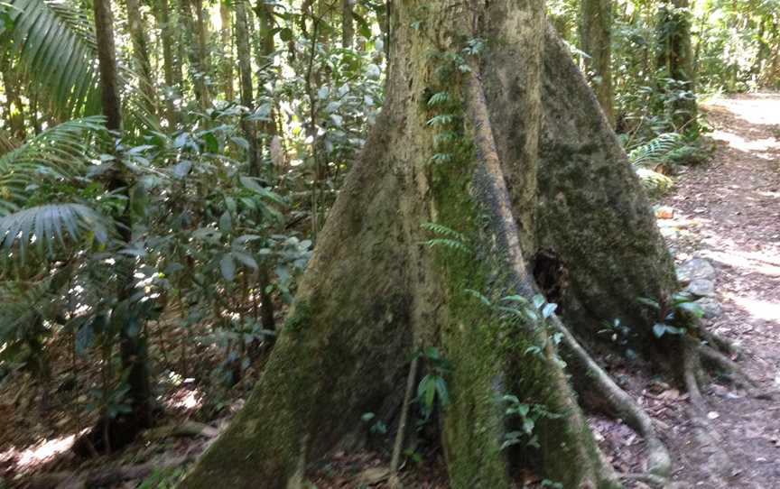 Eungella National Park, Eungella, QLD