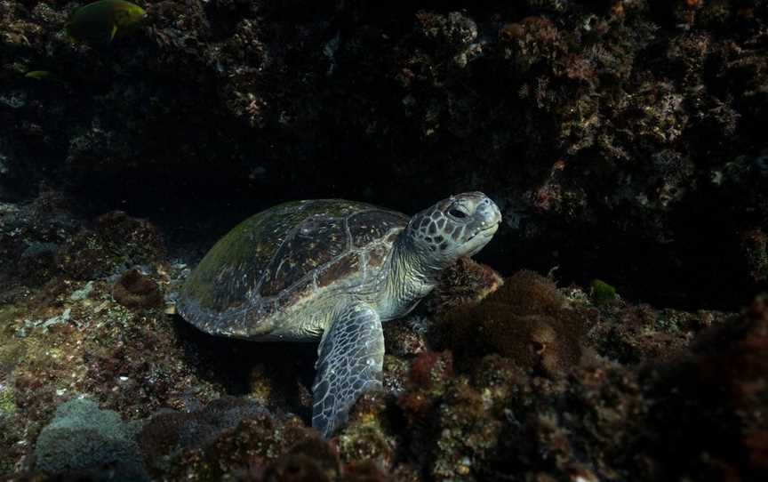 Cook Island Aquatic Reserve, Fingal Head, NSW