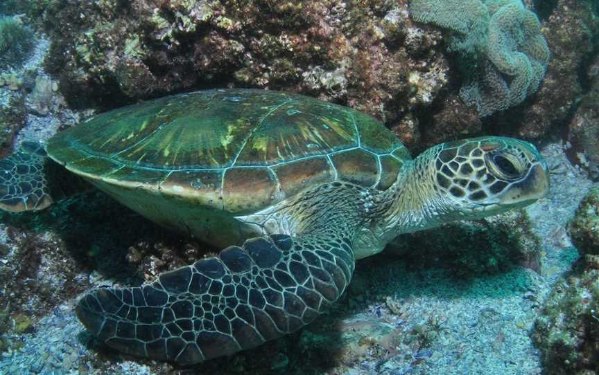 Flat Rock Dive Site, North Stradbroke Island, QLD