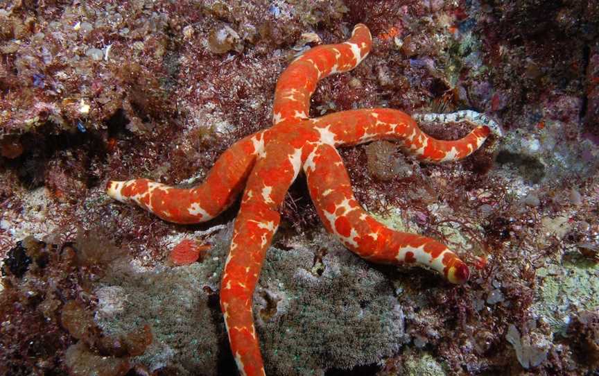 Flat Rock Dive Site, North Stradbroke Island, QLD